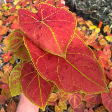 Caladium bicolor 'New Wave' (4.5" Pot) | Little Prince of Oregon Nursery