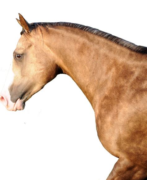 Holiday Horse Names: New Year’s Quarter Horses | HORSE NATION