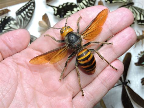 hornet queen
