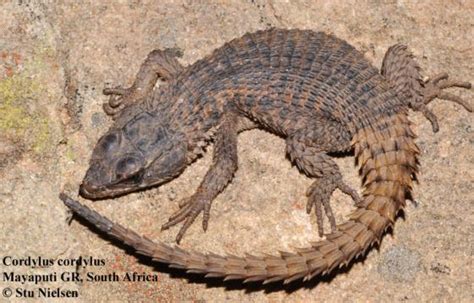 Cordylus cordylus | The Reptile Database