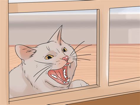 How To Prevent Getting Cat Scratch Disease at Justin Finn blog