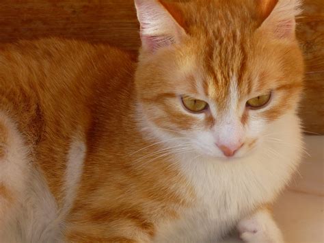 cat  image cat lovers moddb