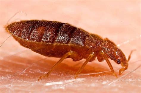 Come è fatta una cimice dei letti?