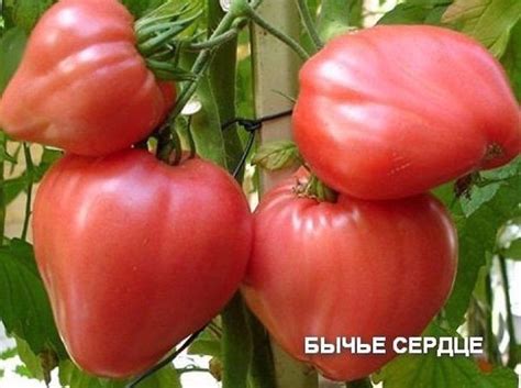 Томат "Бычье сердце": описание сорта