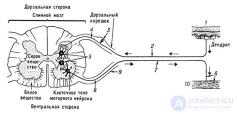 Безусловные рефлексы Логика эмоций