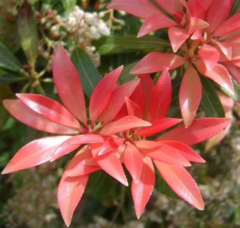Japanese Andromeda Plant Care Guide | Plantly