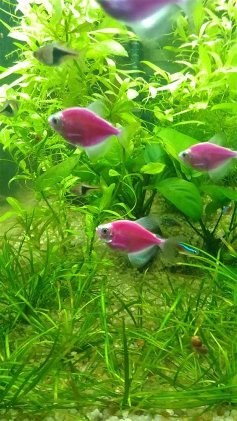 Под какими лампами светятся рыбки GloFish - ГлоФиш - Уход и оформление ...