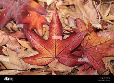 leaves   maple tree   stock photo alamy