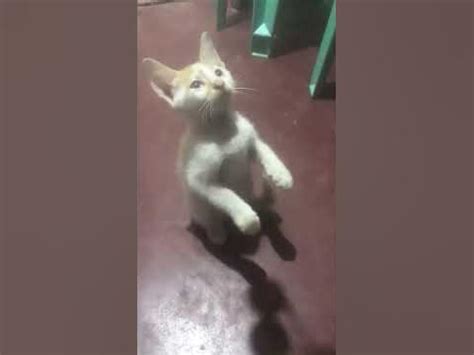 micheal  cat youtube