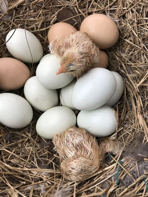 How to Store Fresh Eggs: Keep Eggs Farm Fresh Longer
