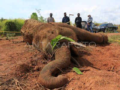 NEKROPSI GAJAH MATI DI ACEH JAYA | ANTARA Foto