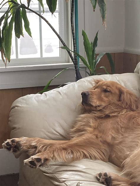 Can Dogs Get Salmon Poisoning More Than Once