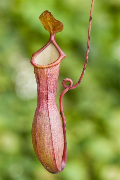 Free photo: Pitcher Plant - Fresh, Garden, Green - Free Download - Jooinn