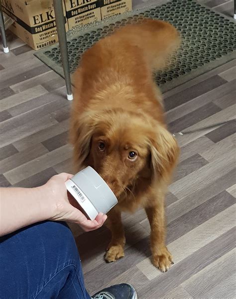 Scent Work - Discover Canine