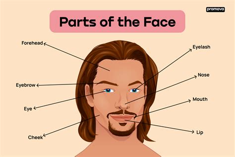 Vocabulary Parts Of The Body Body Parts With Vocabulary Stock