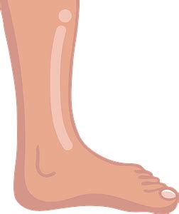 Leg - Free vector clipart images on creazilla.com