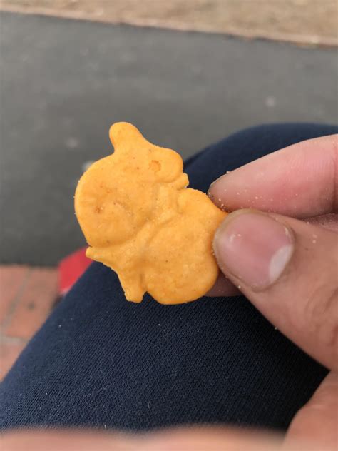This mutated goldfish I found : r/mildlyinteresting