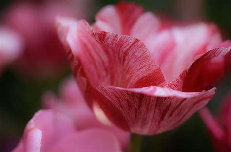 Free Images : bloom, blossom, close up, delicate, desktop backgrounds