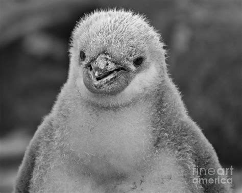 Chinstrap Penguin