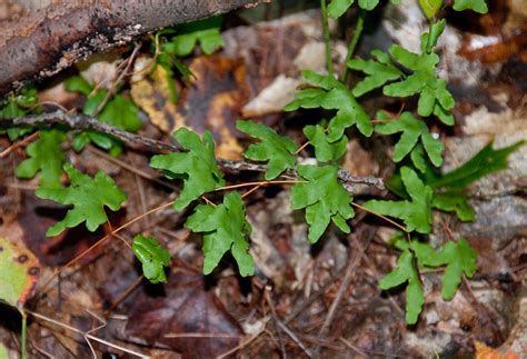Lygodium palmatum (Hartford fern)