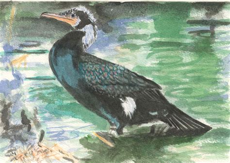 Kormoran