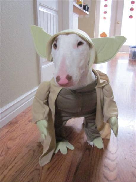 english bull terrier costume ideas terrier english bull terriers bull
