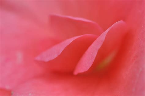 Free Images : nature, flower, red, pink, close up, macro photography