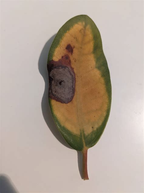 leaf - Rhododendron slowly dying of unknown disease - Gardening