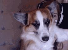 Cute Doggo GIFs | Tenor