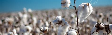 Cotton Field Wallpapers - Wallpaper Cave