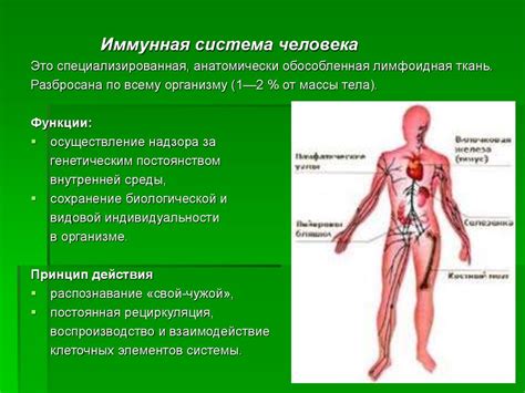 Иммунная система человека - презентация онлайн
