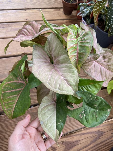 Syngonium Pink Margarita – PlantaBox