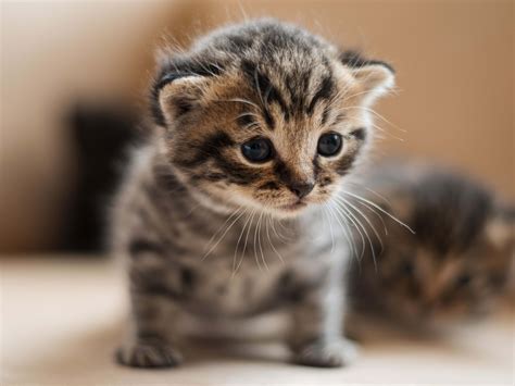 Cutest Cat In The World A Cute, Killer Cat: The Deadliest Cat In The