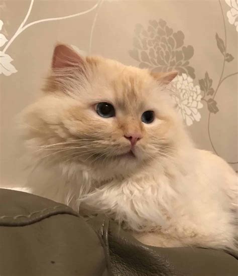Red Ragdolls | Ragdoll Cat Breed Colors | Flame Point Ragdoll