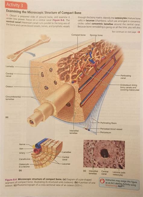 Structure of compact bone | Anatomy and physiology, Physiology, Medical