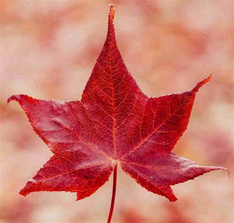 fun facts   color red red alert amazing facts home