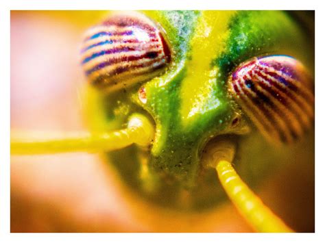 face insect green  photo  pixabay