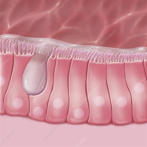 sinus drawing stock image  science photo library