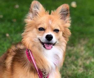 Pomeranian Mixed With Pitbull: Price, Puppies & Pictures!
