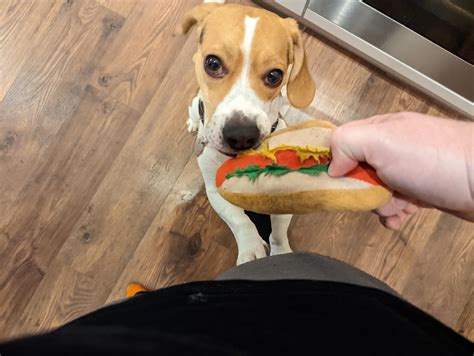 My hotdog, give back : r/beagle
