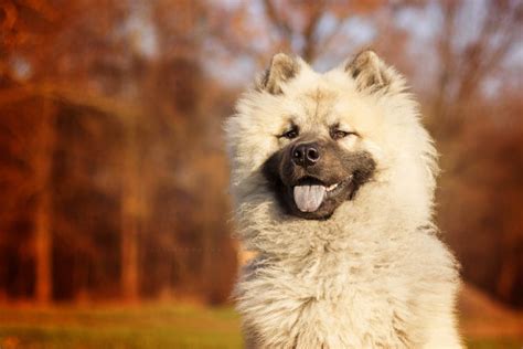 7 raças de cachorro preto e branco que vão roubar seu coração