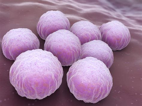 Klamydia under graviditet och förlossning - Gravid.se