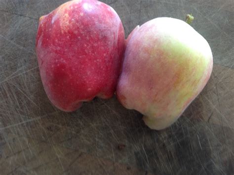 Forum: Disease in apple fruit