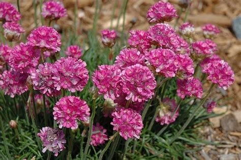 Низкорослые цветы для клумбы, цветущие все лето (39 фото): многолетники ...