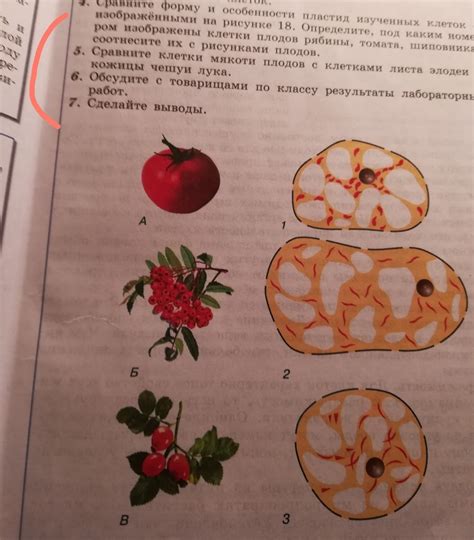 Клетки томата под микроскопом - фото и картинки: 48 штук