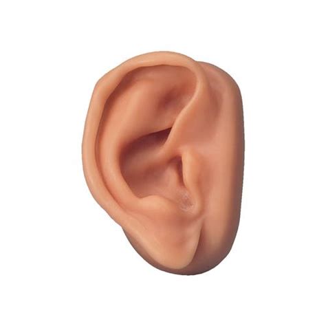 Female Acupuncture model, right ear, and ear chart - 3B Scientific ...