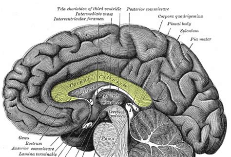 corpus callosum   function   brain corpus