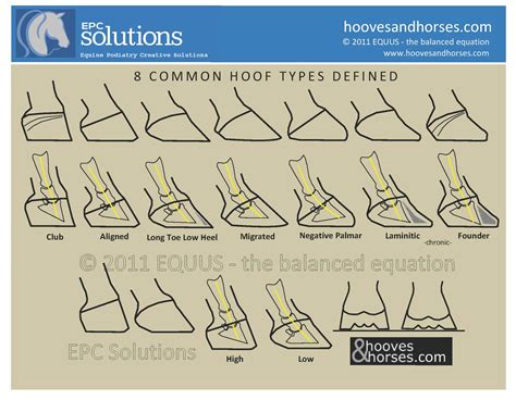 hoof types explained