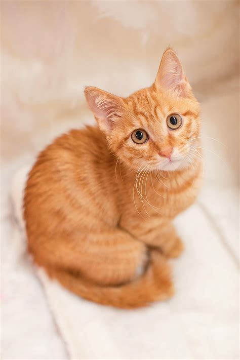 Fluffy Orange Kittens