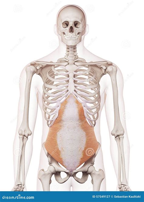 The transversus abdominis stock illustration. Illustration of skeleton